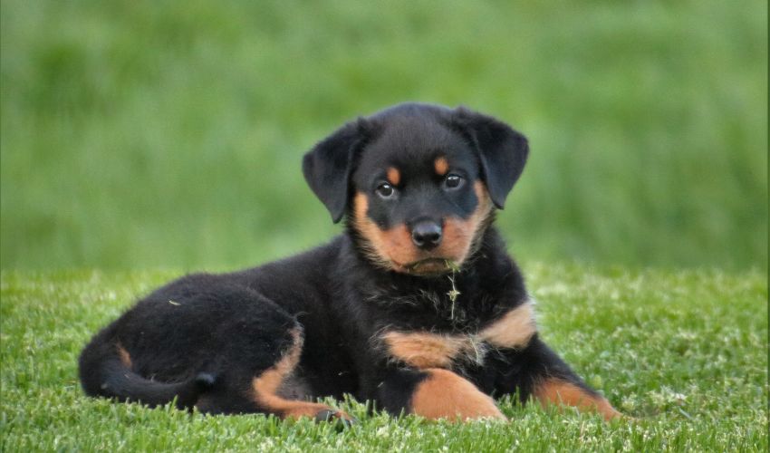 Caring for Barbado da Terceira Puppies: A Comprehensive Beginner’s Guide for New Owners